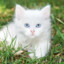 White Kitten