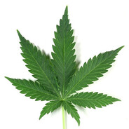 maconha