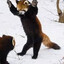 firefatpanda
