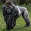 100 men vs gorilla