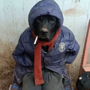 溜溜光头百灵秃鹫