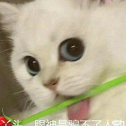 丑猫猫头