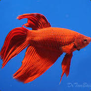 Redfish