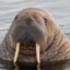 Bobo The Walrus