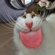 Ефрейтор мяу