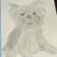 A Sketched Dog