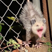 Настя Орехоколка