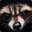 r4ccoon