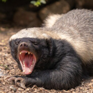 FeralHoneyBadger avatar