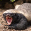 Feral_Honey_Badger