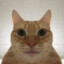 silly cat
