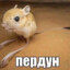 jerboa