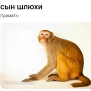 skibidi_sigma_ohio_boss_2004