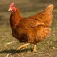 halal chicken