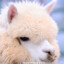 Alpaca