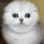Mini_Kot