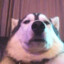 BirdDog