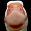 Goose