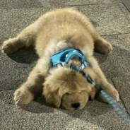 超级贝利亚大王