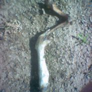 U.V Penetrator - steam id 76561197971335090