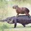 Capybara