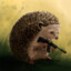 Hedgehog