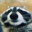 DaUselessRaccoon avatar