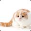 Scottish Fold&#039;