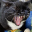 mreow mreaoow meow