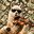 TheFiddler