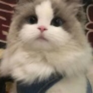 我养过一只刺猬