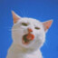 Catchii [GER]