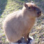 capybara &amp; babybara &amp; kinderbara