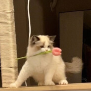 笑看云卷云舒的咸鱼