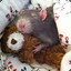 Ratssaa