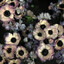flowersneedtimetobloom
