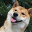 SHIBA INU
