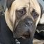 Bullmastiffs