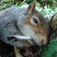 The_Stoned_Squirrel