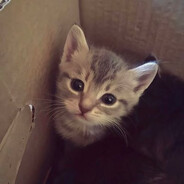 我有仁义礼智信 啥子都搞得定