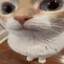 Torinprime123