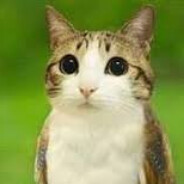 Meowl