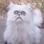 cattttttt