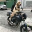 CACHORRO LOCCO