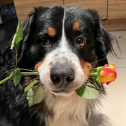 敬酒不吃吃饭饭