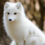 Arctic Fox