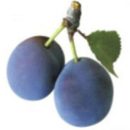 Ślivo avatar