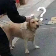 毒奶种皮痦子嘴