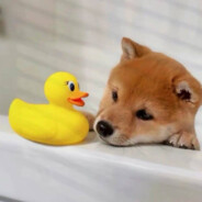 重生之霸道总裁狠狠爱