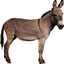 donkey